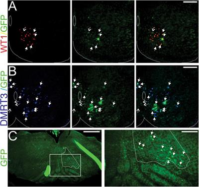 Mapping Connectivity Amongst Interneuronal Components of the Locomotor CPG